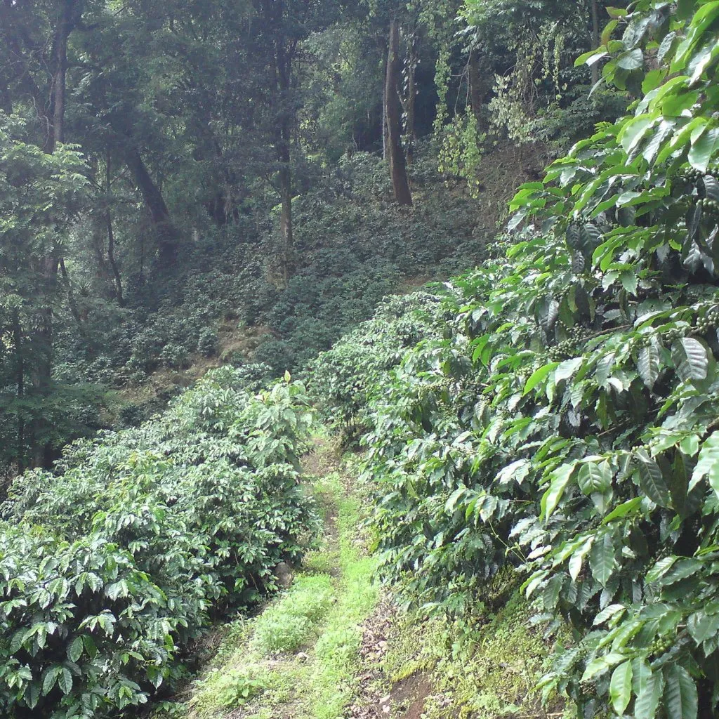 GARDENER - Guatemala (Light - Wholesale)