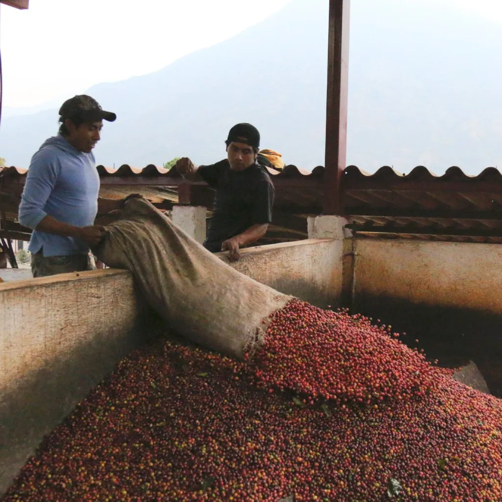 GARDENER - Guatemala (Light - Wholesale)