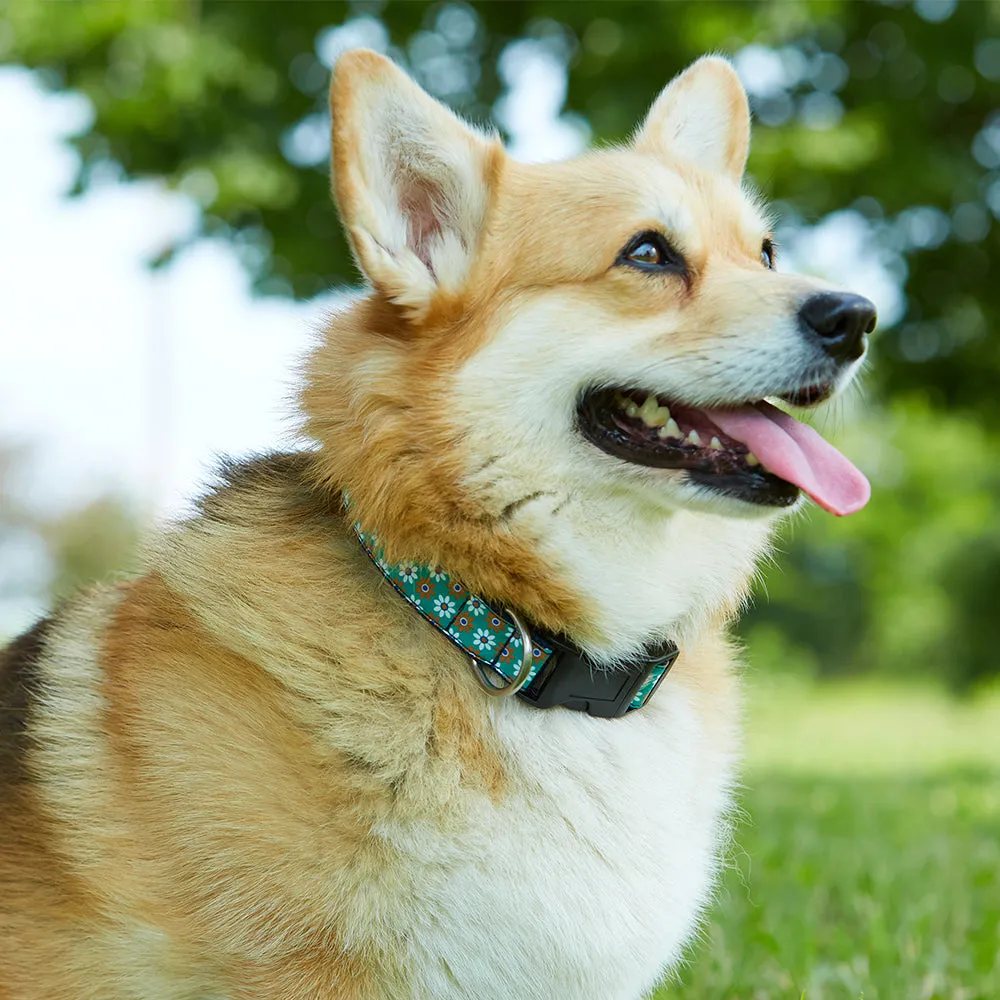 Templeton - Dog Collar
