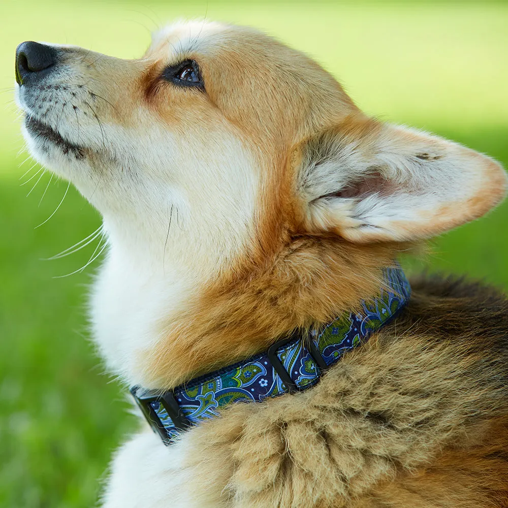 Templeton - Dog Collar